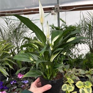 Peace Lily (Spathiphyllum) White Blooming Houseplant